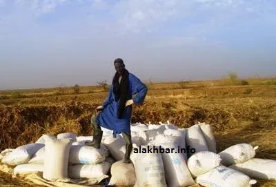 اتحادية المزارعين تطالب بتحديد سعر عادل للأرز وتؤكد: لن نقبل بأقل من 160 ألف أوقية للطن