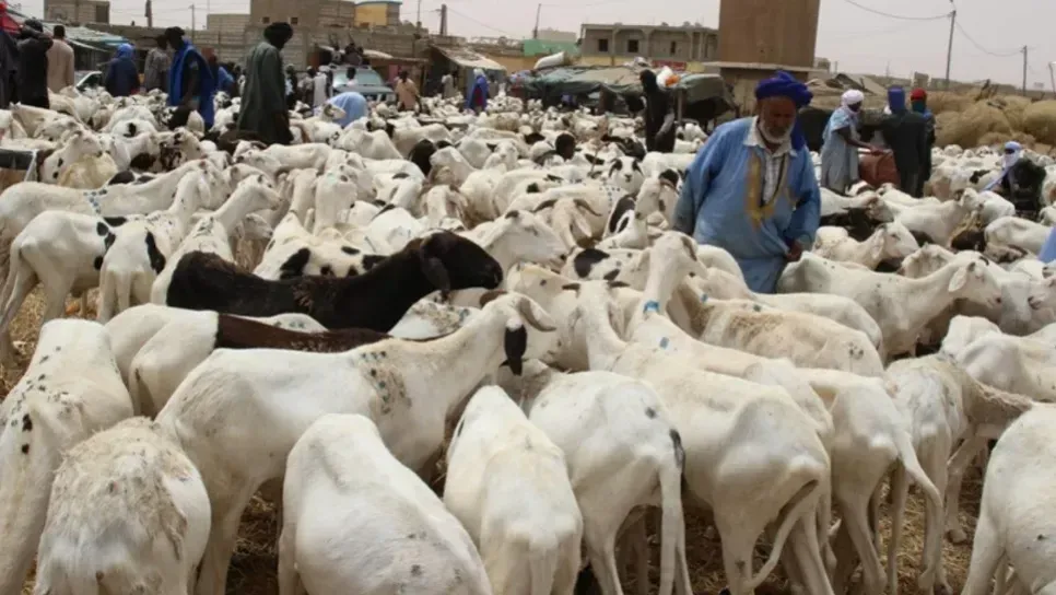 السعودية تستأنف استيراد المواشي الموريتانية بقرار رسمي