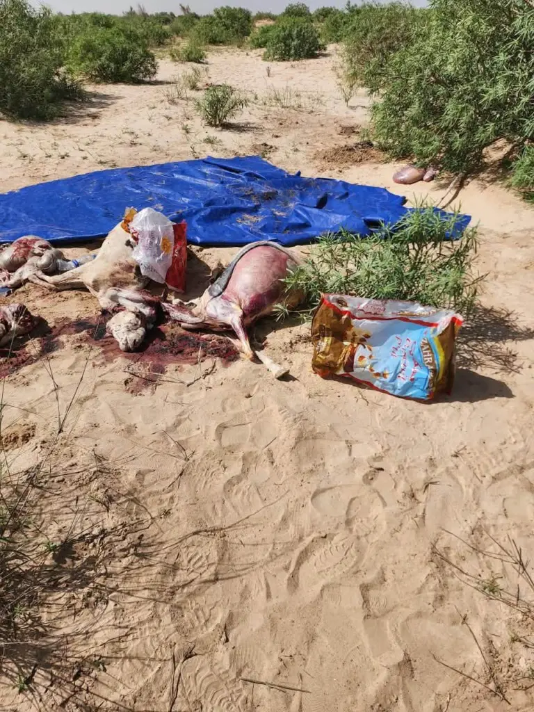 مصادرة لحوم تحمل أختاما بيطرية مزورة في مقاطعة توجنين